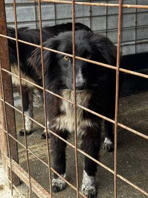Plum träumt von einem sicheren Platz im Leben, Mischling - Hündin