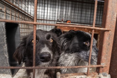 Plum träumt von einem sicheren Platz im Leben, Mischling - Hündin