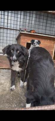 Plum träumt von einem sicheren Platz im Leben, Mischling - Hündin