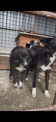 Plum träumt von einem sicheren Platz im Leben, Mischling - Hündin