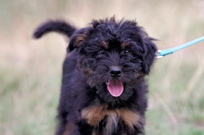 Pluto, Mischling - Rüde