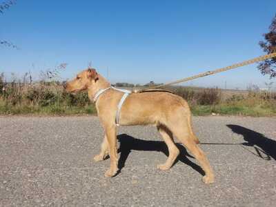 Pluto - Verspielter Rüde, ca. 1 Jahr/51cm/18kg, Mischling - Rüde