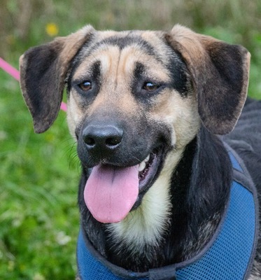 Pluto - ein aufgeweckter Junghund, Rhodesian Ridgeback - Mix - Rüde