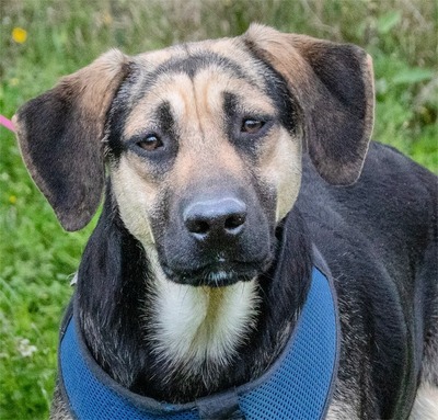Pluto - ein aufgeweckter Junghund, Rhodesian Ridgeback-Mix - Rüde