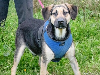 Pluto - ein aufgeweckter Junghund, Rhodesian Ridgeback-Mix - Rüde