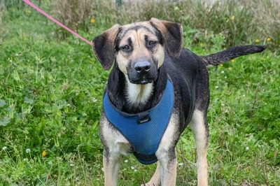 Pluto – ein freundlicher Wirbelwind, Rhodesian Ridgeback - Mix - Rüde
