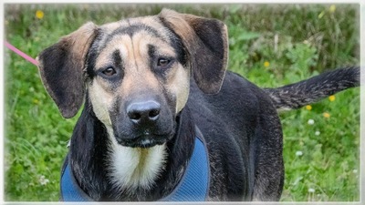 Pluto – ein freundlicher Wirbelwind, Rhodesian Ridgeback - Mix - Rüde