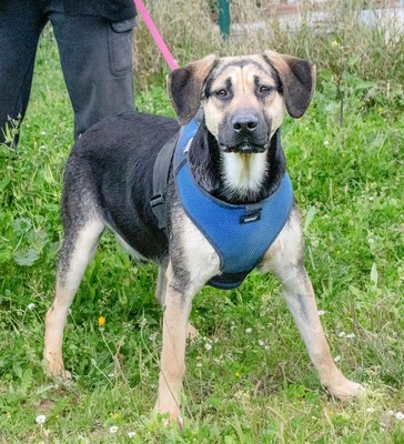 Pluto – ein freundlicher Wirbelwind, Rhodesian Ridgeback - Mix - Rüde