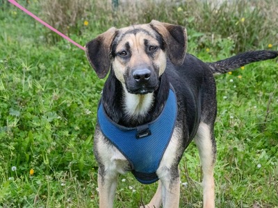 Pluto – ein freundlicher Wirbelwind, Rhodesian Ridgeback - Mix - Rüde