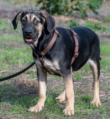 Pluto – einer von sechs temperamentvollen Gesellen, Rhodesian Ridgeback-Mix - Rüde