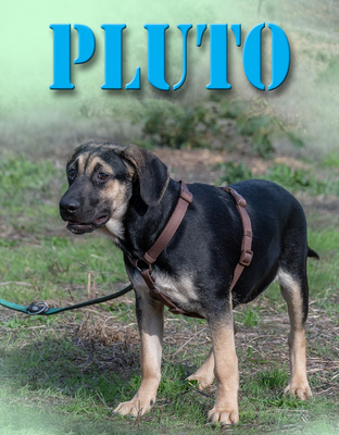 Pluto – einer von sechs temperamentvollen Gesellen, Rhodesian Ridgeback-Mix - Rüde