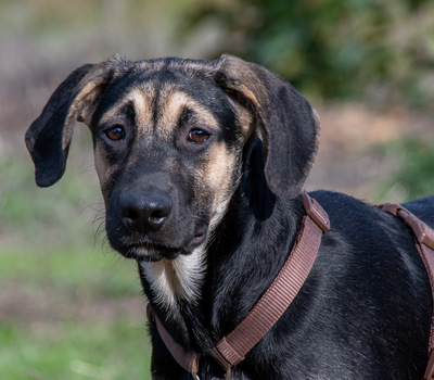 Pluto – einer von sechs temperamentvollen Gesellen, Rhodesian Ridgeback-Mix - Rüde