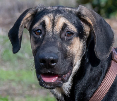 Pluto – einer von sechs temperamentvollen Gesellen, Rhodesian Ridgeback-Mix - Rüde