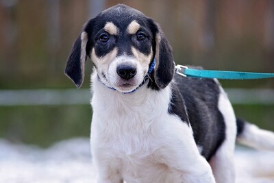 Pogo, Fox/Pinscher-Mix Welpen - Rüde