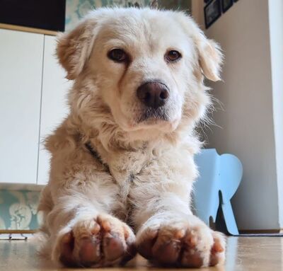 Pogo - Zurückhaltender Schatz, ca. 10-13 Jahre/48cm/23kg, Mischling - Rüde