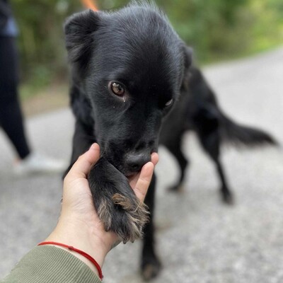 🌺Poka hat eine wundervolle Persönlichkeit und sie bindet sich in den ersten Sekunden an Menschen und zeigt ihre Zuneigung durch Streicheln und Küssen 🌷, Mischling - Hündin