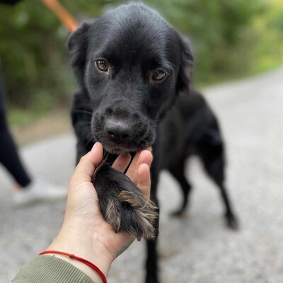 🌺Poka hat eine wundervolle Persönlichkeit und sie bindet sich in den ersten Sekunden an Menschen und zeigt ihre Zuneigung durch Streicheln und Küssen 🌷, Mischling - Hündin