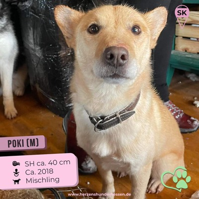 🌸 Poki - Mischling Rüde - sehr sozial, ein wundervoller Familienhund, Mischling - Rüde