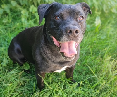 Polax Am. Bulldog sucht ein liebes Zuhause, Am. Bully - Rüde