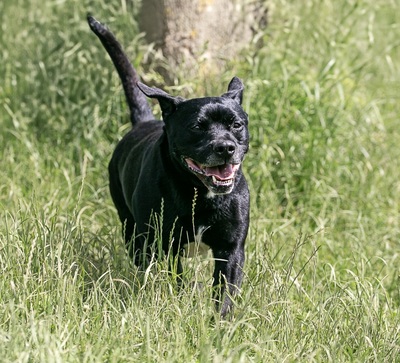 Polax Am. Bulldog sucht ein liebes Zuhause, Am. Bully - Rüde