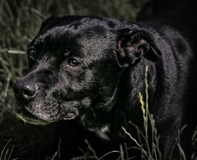 Polax Am. Bulldog sucht ein liebes Zuhause, Am. Bully - Rüde