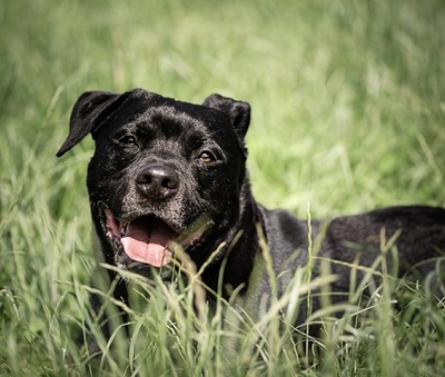 Polax Am. Bully Mix sucht ein liebes Zuhause, Am. Bully - Rüde