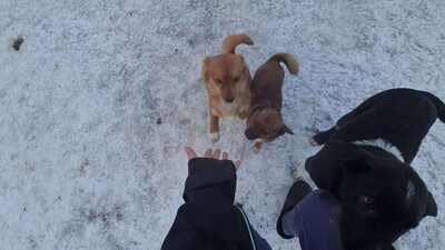 Poldi, liebes Zwergerl sucht seinen Platz mitten im Leben, Mischling - Rüde