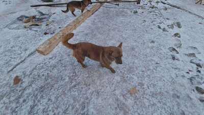 Poldi, liebes Zwergerl sucht seinen Platz mitten im Leben, Mischling - Rüde