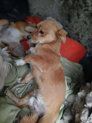 Poldi, liebes Zwergerl sucht seinen Platz mitten im Leben, Mischling - Rüde