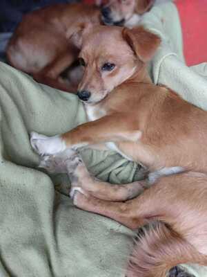 Poldi, liebes Zwergerl sucht seinen Platz mitten im Leben, Mischling - Rüde