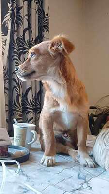 Poldi, liebes Zwergerl sucht seinen Platz mitten im Leben, Mischling - Rüde