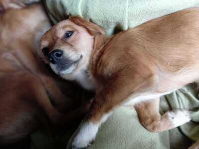 Poldi, liebes Zwergerl sucht seinen Platz mitten im Leben, Mischling - Rüde