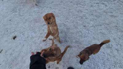 Poldi, liebes Zwergerl sucht seinen Platz mitten im Leben, Mischling - Rüde