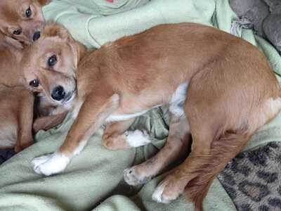 Poldi, liebes Zwergerl sucht seinen Platz mitten im Leben, Mischling - Rüde