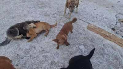 Poldi, liebes Zwergerl sucht seinen Platz mitten im Leben, Mischling - Rüde