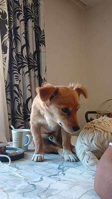 Poldi, liebes Zwergerl sucht seinen Platz mitten im Leben, Mischling - Rüde