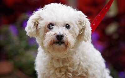 Polka, Malteser/Bichon Mischung - Hündin