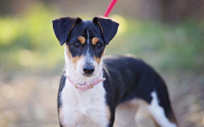 Polka, Welpen - Hündin