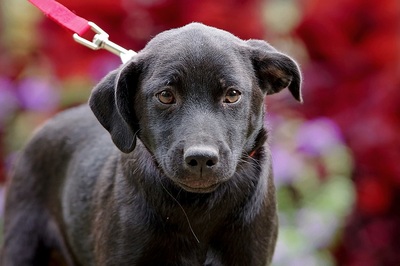 Polly, Mischling Welpen - Hündin