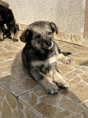 Polly, ein kleines Herz voller Lebensfreude wartet auf dich