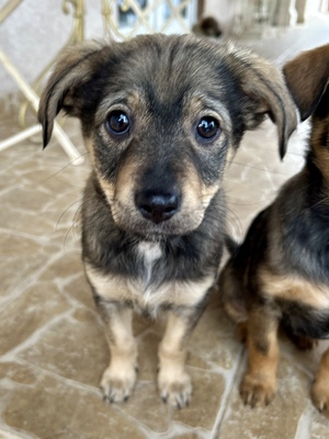Polly, ein kleines Herz voller Lebensfreude wartet auf dich, Mischling Welpen - Hündin