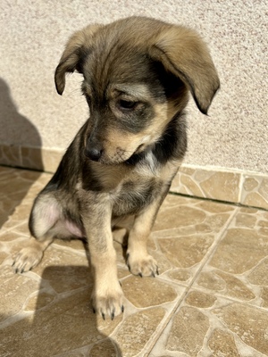 Polly, ein kleines Herz voller Lebensfreude wartet auf dich, Mischling Welpen - Hündin