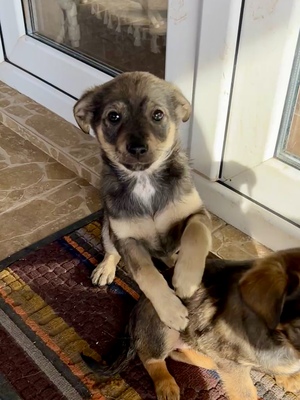 Polly, ein kleines Herz voller Lebensfreude wartet auf dich, Mischling Welpen - Hündin