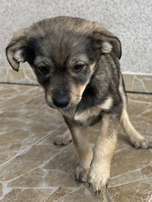 Polly, ein kleines Herz voller Lebensfreude wartet auf dich, Mischling Welpen - Hündin