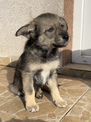 Polly, ein kleines Herz voller Lebensfreude wartet auf dich, Mischling Welpen - Hündin
