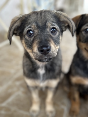 Polly, ein kleines Herz voller Lebensfreude wartet auf dich, Mischling Welpen - Hündin