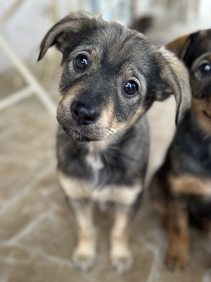 Polly, ein kleines Herz voller Lebensfreude wartet auf dich, Mischling Welpen - Hündin