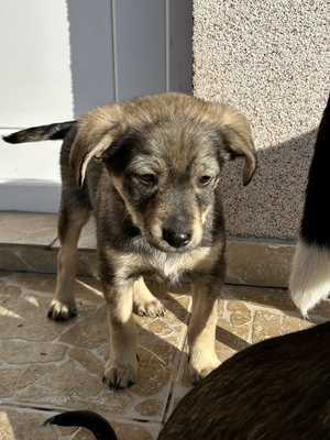 Polly, ein kleines Herz voller Lebensfreude wartet auf dich, Mischling Welpen - Hündin