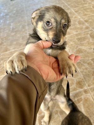 Polly, ein kleines Herz voller Lebensfreude wartet auf dich, Mischling Welpen - Hündin