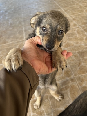 Polly, ein kleines Herz voller Lebensfreude wartet auf dich, Mischling Welpen - Hündin